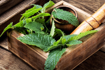 Melissa leaf or lemon balm