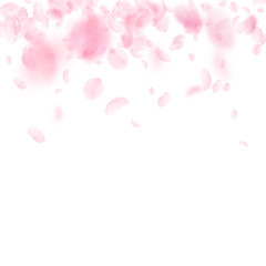 Sakura petals falling down. Romantic pink flowers 