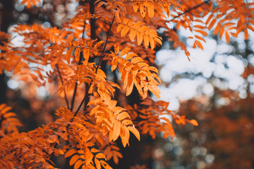 Close up of rowan branch in an autumn forest. Nature background.
