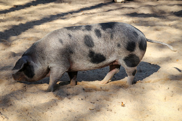 Geflecktes Schwein