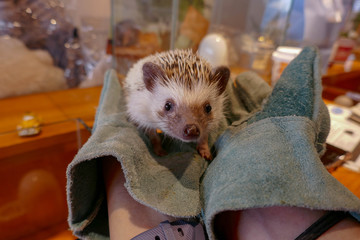 Hedgehog at Harry's cafe