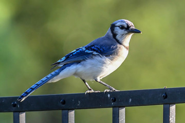 Bluejay
