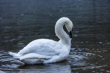White swan in water