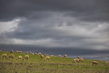 Dramatic stormy clouds over green farm fields with sheep grazing.