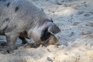 Geflecktes Schwein