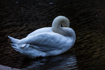 White swan in water