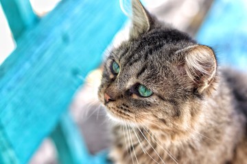 Beautiful gray cat in the sunlight