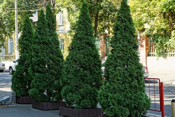 a row of green coniferous trees on asphalt on a city street by the road