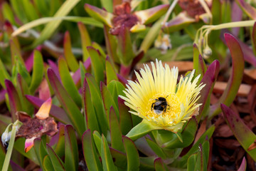 Yellow blossom of hontentot fig and a bee