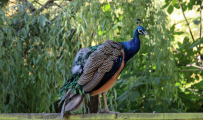 stolzer Pfau