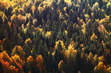 Fototapeta na wymiar Lush mountain forest in the fall
