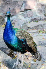 stolzer Pfau