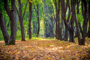 Alley on the autumn forest with falling leaves