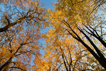 Saint Petersburg, Russia - Trees in Peter and Paul Fortress, October, Golden autumn