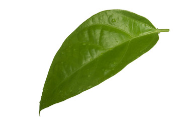 green leaf of passion fruit isolated on white background