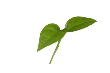 green leaf of passion fruit isolated on white background