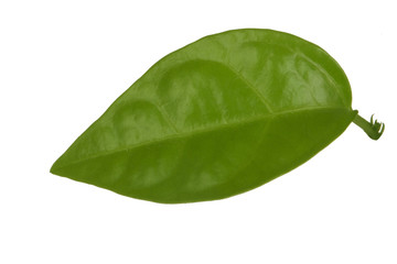 green leaf of passion fruit isolated on white background