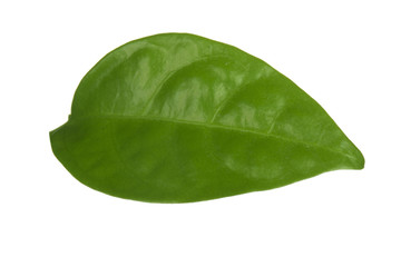 Fototapeta na wymiar green leaf of passion fruit isolated on white background