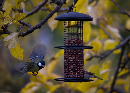 Great tit and Tree Sparrow at bird feeder  in Bromma, Stockholm