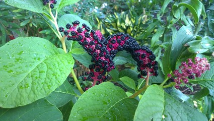 American pokeweed Phytolacca americana flowers in the garden