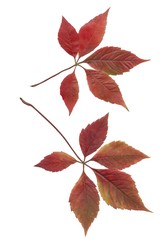 red and multicolor leaves of Parthenocissus quinquefolia climbing plant at autumn