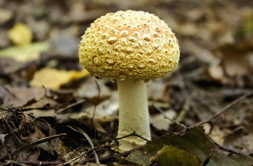 Bad mushrooms in the woods
