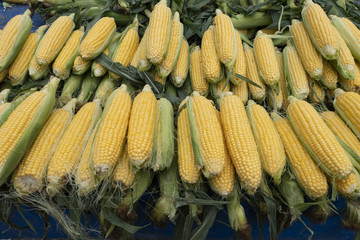 corn