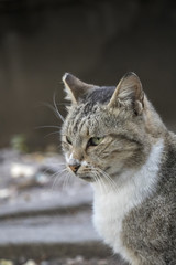 Beautiful cat, happy cat