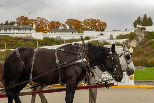 Horses on Mackinac Island