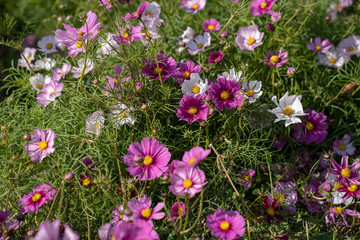Flowers in field