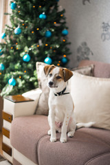 Beautiful puppy posing near a Christmas tree, holiday concept
