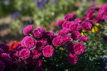 Flowers in field