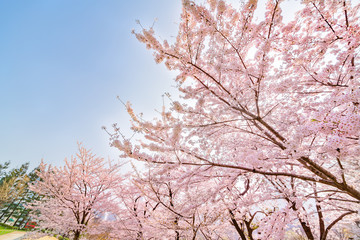 満開の桜