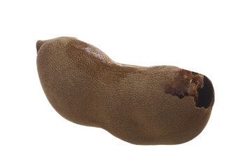 tamarind isolated on white background