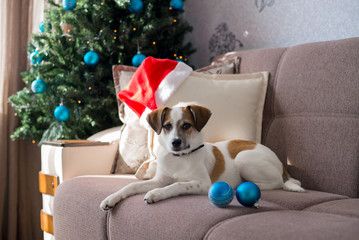 Beautiful puppy posing near a Christmas tree, holiday concept