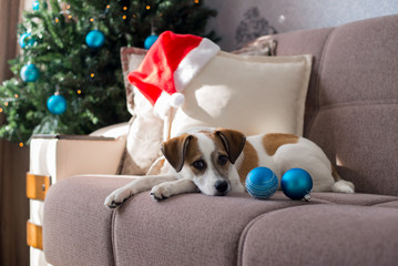 Beautiful puppy posing near a Christmas tree, holiday concept