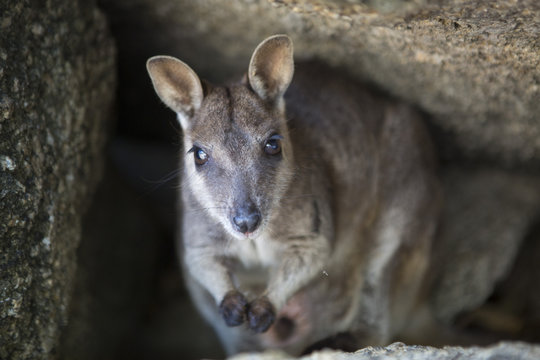 Mareeba Rock-Wallaby,  Atherton Tableland, Queensland, Australia