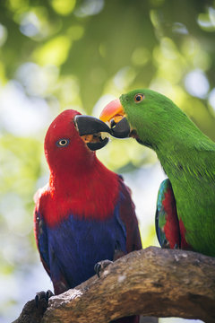 Couple of eclectus Parrot (Eclectus roratus) male and female, Queensland, Australia