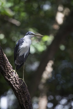 Pied Heron (Ardea picata) on a branch, Queensland, Australie