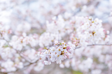 満開の桜