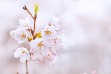 満開の桜