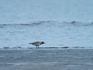 海辺で採食するダイゼン