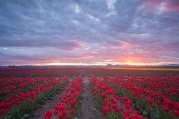 Red rows of tulip fields and a colorful sunset 