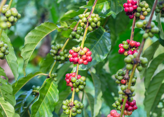 Robusta coffee farm and plantation on the south mountain of Thailand.