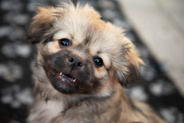 tibetan spaniel puppy, portrait of a cute dog