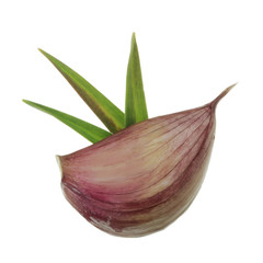 garlic with leaves isolated on white
