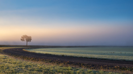Lonely tree against a blue sky at sunrise. Autumn landscape with a lone tree with foggy in Finland