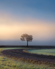 Lonely tree against a blue sky at sunrise. Autumn landscape with a lone tree with foggy in Finland