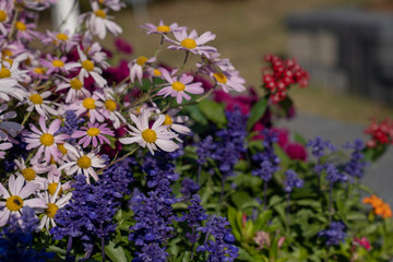 Flowers in field