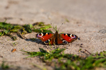 Motyl